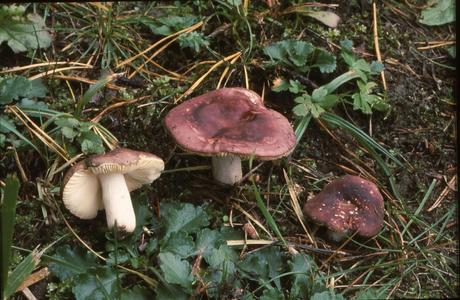Kiefern-Täubling (Russula cessans) - © Helmut  Pidlich-Aigner